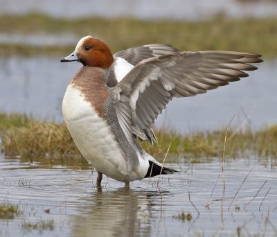 Wigeon