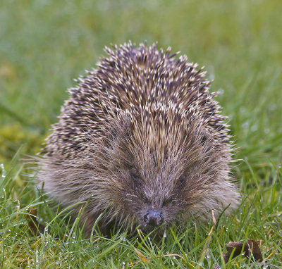 Hedgehog