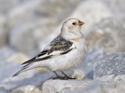 Snow Bunting male