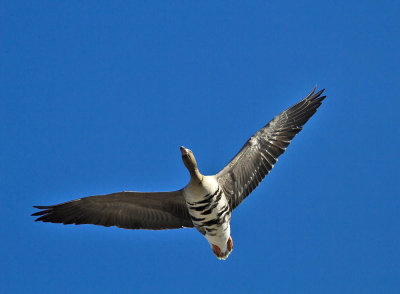 White-fronted Goose (European)