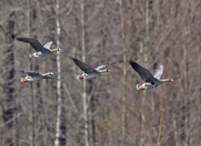 White-fronted Geese (European)