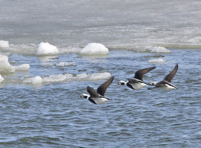 Long-tailed Ducks