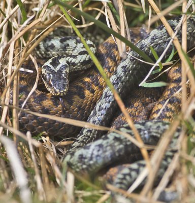 Adder pair