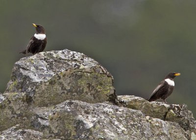 Ring Ouzel males