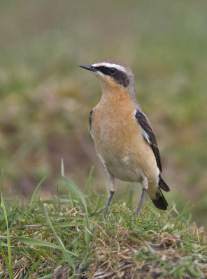 Wheatear male