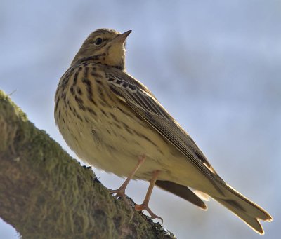 Tree Pipit