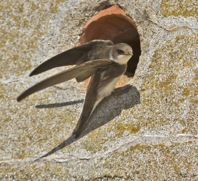 Sand Martin