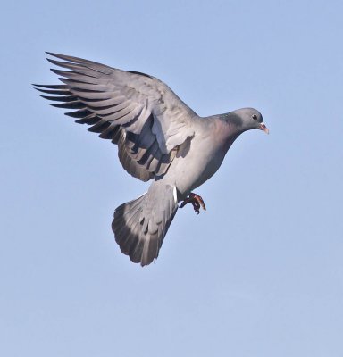Stock Dove