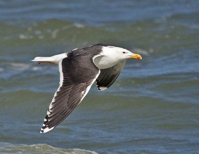 Great Black-backed Gull