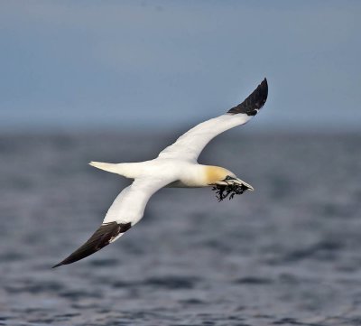 Gannet