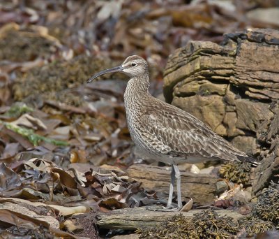 Whimbrel