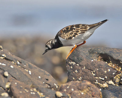 Turnstone