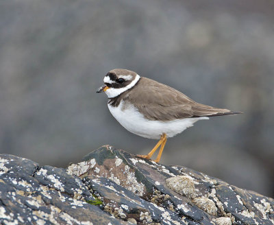 Ringed Plover