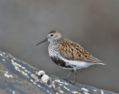 Dunlin