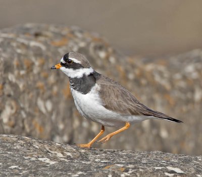 Ringed Plover
