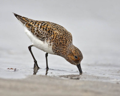 Sanderling