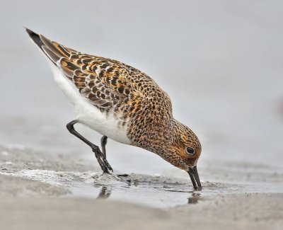 Sanderling