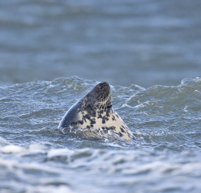Grey Seal