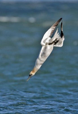Gannet
