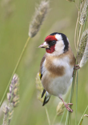 Goldfinch