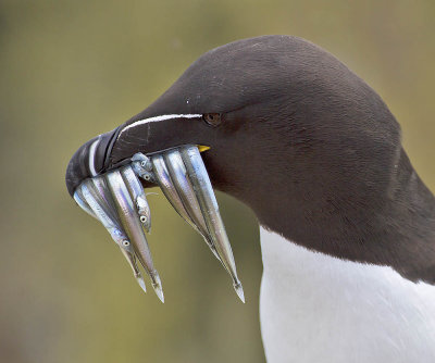 Razorbill