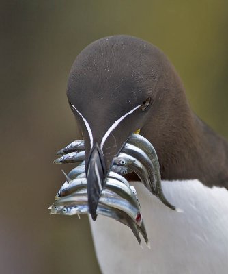 Razorbill