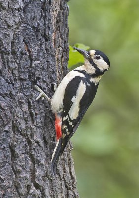 Great-spotted Woodpecker (female)