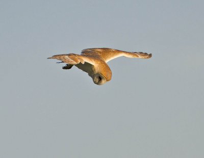 Barn Owl
