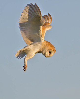 Barn Owl