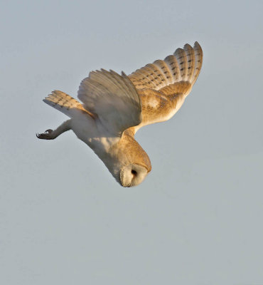 Barn Owl
