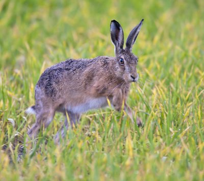 Brown Hare