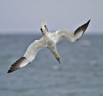 Gannet