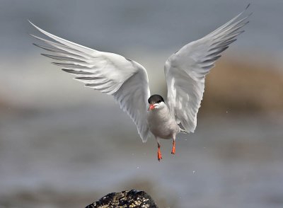 Common Tern