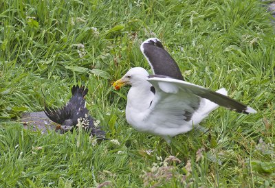 Great Black-backed Gull