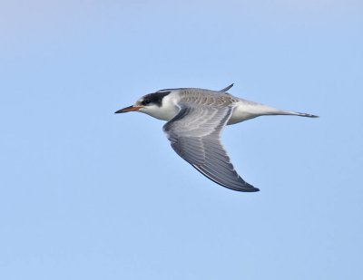 Common Tern (juvenile)