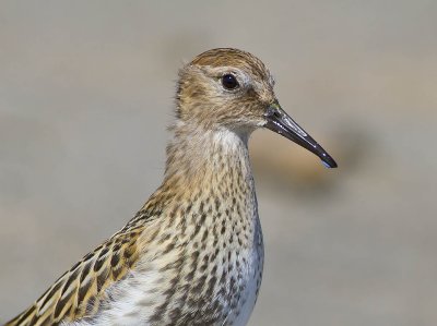 Dunlin (juvenile)
