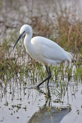 Little Egret Loch Leven 27th November 2005 0922b.jpg