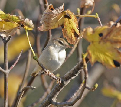 Paddyfield Warbler Torness 27th October 2005