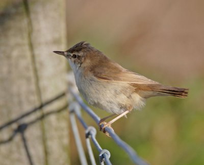 Paddyfield Warbler Torness 27th October 2005