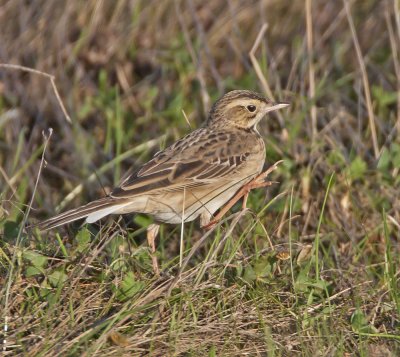 Richards Pipit Musselburgh 17th November 2005 0737b.jpg