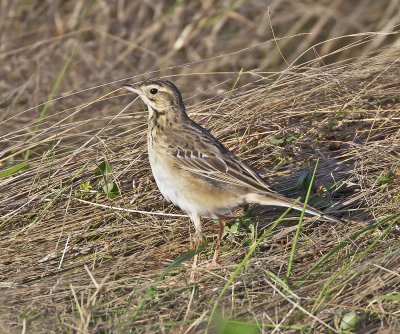 Richard's Pipit