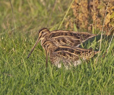 Snipe Musselburgh 17th November 2005