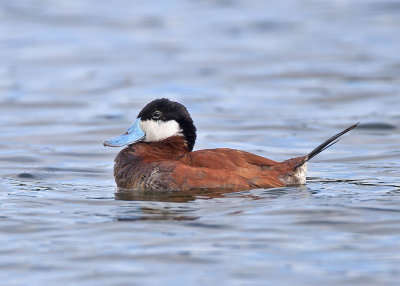 Ruddy Duck