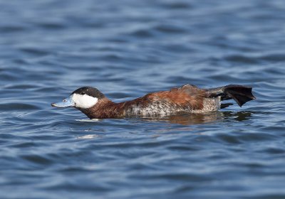 Ruddy Duck (drake) breeding plumage