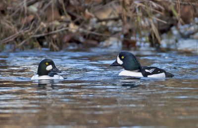 Barrow's Goldeneye (r) with drake Goldeneye