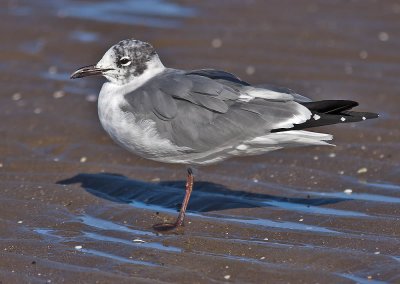 Laughing Gull Ardrossan March 2006