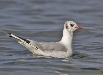 Black-headed Gull (adult moulting)