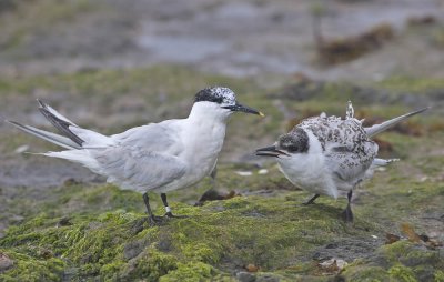 Sandwich Terns (adult and juvenile)