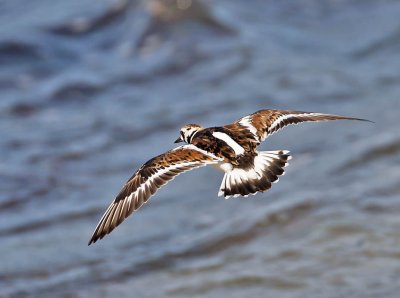 Turnstone