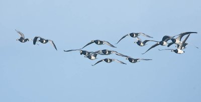 Barnacle Geese